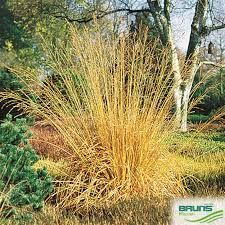 molinia-karl-forster-3.jpg