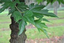 morus-ruitless-1.jpg