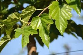 morus-ruitless-2.jpg