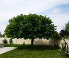 morus-ruitless-3.jpg