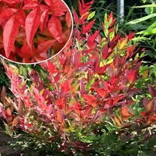 nandina-domestica-gulf-stream-2.jpg