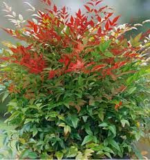 nandina-domestica-obsessed-seika-2.jpg