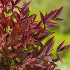 nandina-gulf-stream-1.jpg