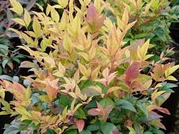 nandina-gulf-stream-3.jpg