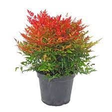 nandina-gulf-stream-4.jpg