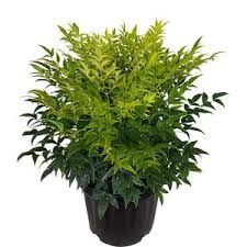 nandina-lemon-lime-1.jpg