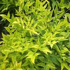 nandina-lemon-lime-2.jpg