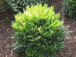 nandina-lemon-lime-3.jpg