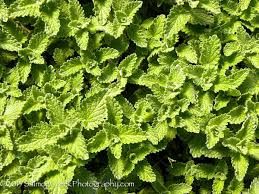 nepeta-six-hill-s-giant-2_0.jpg