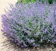 nepeta-six-hill-s-giant-3_0.jpg