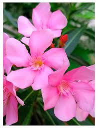 nerium-oleander-1.jpg