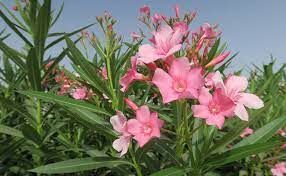 nerium-oleander-2.jpg