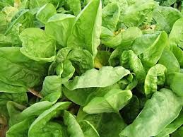 oseille-verte-1.jpg