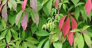 parthenocissus-engelmannii-3.jpg