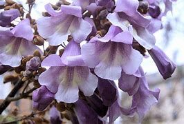 paulownia-tomentosa-1.jpg