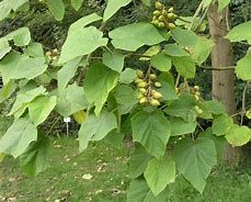 paulownia-tomentosa-2.jpg