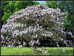 paulownia-tomentosa-3.jpg