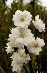 pecher-a-fleurs-taoflora-white-1.jpg