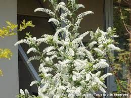 pecher-a-fleurs-taoflora-white-2.jpg