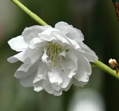 pecher-a-fleurs-taoflora-white-3.jpg