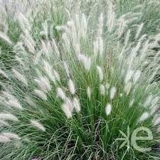 pennisetum-alopecuroides-1.jpg