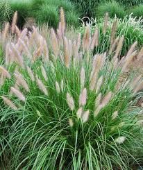 pennisetum-alopecuroides-2.jpg