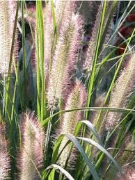 pennisetum-alopecuroides-3.jpg