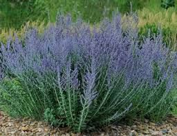 Sauge d'Afghanistan 'Lacey Blue'