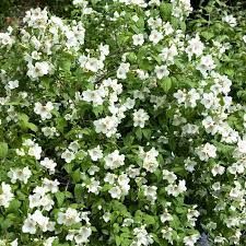 philadelphus-belle-etoile-3.jpg