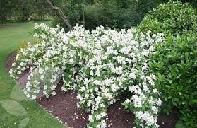 philadelphus-belle-etoile-4.jpg