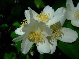 philadelphus-coronarius-1.jpg