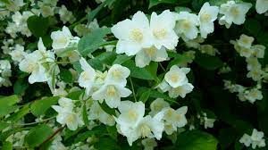 philadelphus-coronarius-2.jpg