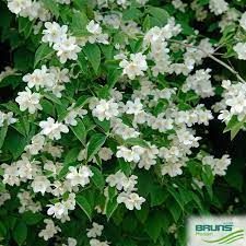 philadelphus-coronarius-3.jpg