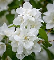 philadelphus-manteau-d-hermine-1.jpg