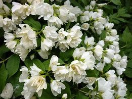 philadelphus-manteau-d-hermine-2.jpg