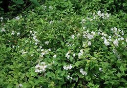 philadelphus-manteau-d-hermine-3.jpg