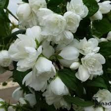 philadelphus-snowbelle-1.jpg