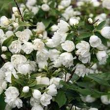 philadelphus-snowbelle-2.jpg