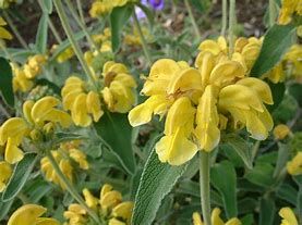 phlomis-fruticosa-1.jpg