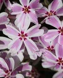 phlox-candy-stripes-1.jpg