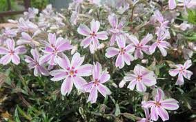 phlox-candy-stripes-2.jpg