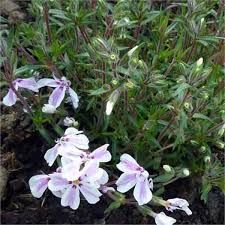 phlox-candy-stripes-3.jpg