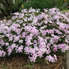 phlox-candy-stripes-4.jpg