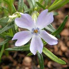 Phlox subulé 'Emerald Cushion Blue'