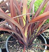 phormium-baby-bronze-1.jpg