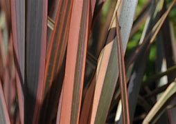 phormium-baby-bronze-2.jpg