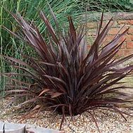 phormium-baby-bronze-3.jpg