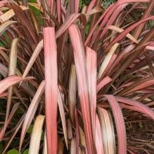 phormium-flamingo-1.jpg