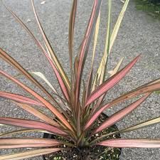 phormium-flamingo-2.jpg