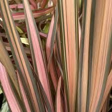 phormium-flamingo-3.jpg
